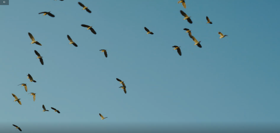 世界濕地日：?？低晹y手一個(gè)地球自然基金會(huì)，在上海守護(hù)這個(gè)重要“驛站”