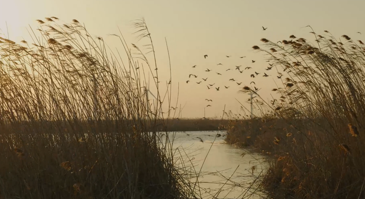世界濕地日：海康威視攜手一個(gè)地球自然基金會(huì)，在上海守護(hù)這個(gè)重要“驛站”