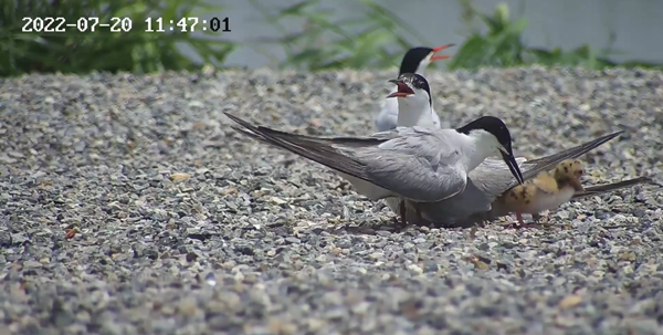 世界濕地日：?？低晹y手一個(gè)地球自然基金會(huì)，在上海守護(hù)這個(gè)重要“驛站”