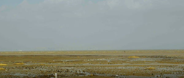 世界濕地日：?？低晹y手一個(gè)地球自然基金會(huì)，在上海守護(hù)這個(gè)重要“驛站”